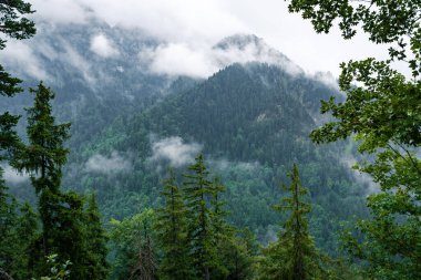 Almanya dağlarına sonbahar yağmuru. Yağmurlu bir günde ormanla kaplı bir dağ yamacı..