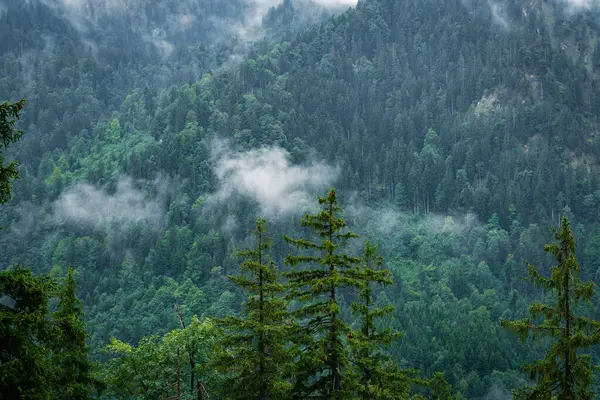 Pluie Automnale Dans Les Montagnes Allemagne Pente Montagne Couverte Forêt — Photo