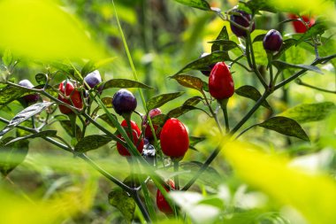 Ev bahçesinde otlar ve sebzeler yetiştiriyor. Kırsal bahçe işleri. Kırmızı ve yeşil acı biber Nepal çanı, Capsicum Annuum. Çevre yaşamı.