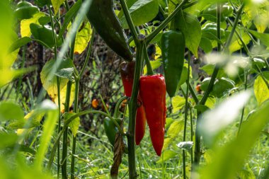 Ev bahçesinde otlar ve sebzeler yetiştiriyor. Kırsal bahçe işleri. Kırmızı ve yeşil acı biber Nepal çanı, Capsicum Annuum. Çevre yaşamı.