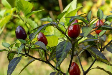 Ev bahçesinde otlar ve sebzeler yetiştiriyor. Kırsal bahçe işleri. Kırmızı ve yeşil acı biber Nepal çanı, Capsicum Annuum. Çevre yaşamı.