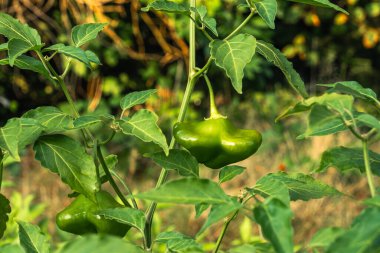 Ev bahçesinde otlar ve sebzeler yetiştiriyor. Kırsal bahçe işleri. Kırmızı ve yeşil acı biber Nepal çanı, Capsicum Annuum. Çevre yaşamı.