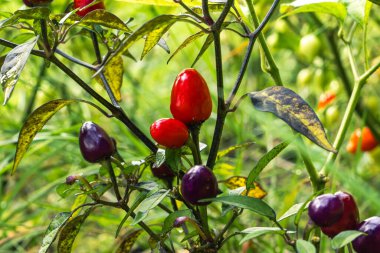 Ev bahçesinde otlar ve sebzeler yetiştiriyor. Kırsal bahçe işleri. Kırmızı ve yeşil acı biber Nepal çanı, Capsicum Annuum. Çevre yaşamı.