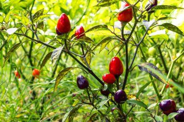 Ev bahçesinde otlar ve sebzeler yetiştiriyor. Kırsal bahçe işleri. Kırmızı ve yeşil acı biber Nepal çanı, Capsicum Annuum. Çevre yaşamı.