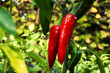 Ev bahçesinde otlar ve sebzeler yetiştiriyor. Kırsal bahçe işleri. Kırmızı ve yeşil acı biber Nepal çanı, Capsicum Annuum. Çevre yaşamı.