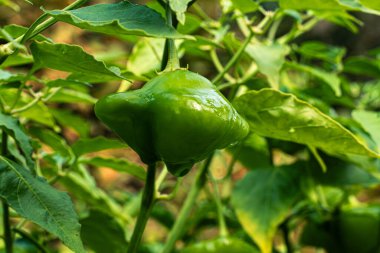 Ev bahçesinde otlar ve sebzeler yetiştiriyor. Kırsal bahçe işleri. Kırmızı ve yeşil acı biber Nepal çanı, Capsicum Annuum. Çevre yaşamı.