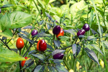 Ev bahçesinde otlar ve sebzeler yetiştiriyor. Kırsal bahçe işleri. Kırmızı ve yeşil acı biber Nepal çanı, Capsicum Annuum. Çevre yaşamı.