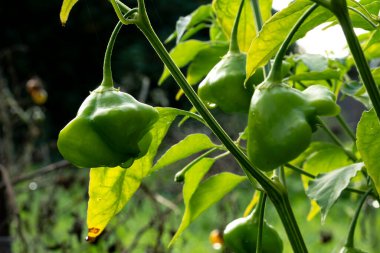 Ev bahçesinde otlar ve sebzeler yetiştiriyor. Kırsal bahçe işleri. Kırmızı ve yeşil acı biber Nepal çanı, Capsicum Annuum. Çevre yaşamı.