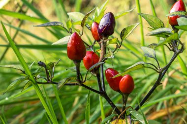Ev bahçesinde otlar ve sebzeler yetiştiriyor. Kırsal bahçe işleri. Kırmızı ve yeşil acı biber Nepal çanı, Capsicum Annuum. Çevre yaşamı.