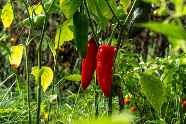 Ev bahçesinde otlar ve sebzeler yetiştiriyor. Kırsal bahçe işleri. Kırmızı ve yeşil acı biber Nepal çanı, Capsicum Annuum. Çevre yaşamı.