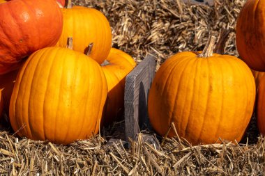 Meyveli, olgun balkabakları bahçeden toplanmış ve Cadılar Bayramı için hazır. Taze sonbahar balkabağı hasadı.