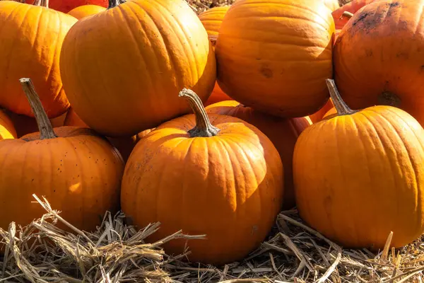 Meyveli, olgun balkabakları bahçeden toplanmış ve Cadılar Bayramı için hazır. Taze sonbahar balkabağı hasadı.