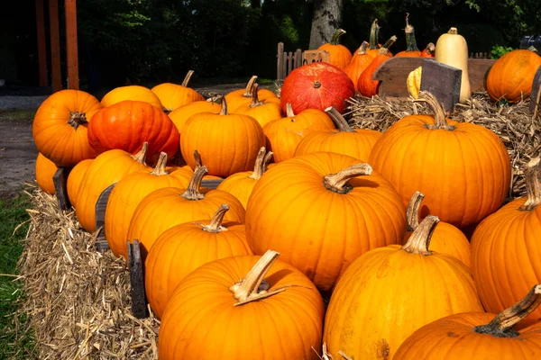 Meyveli, olgun balkabakları bahçeden toplanmış ve Cadılar Bayramı için hazır. Taze sonbahar balkabağı hasadı.