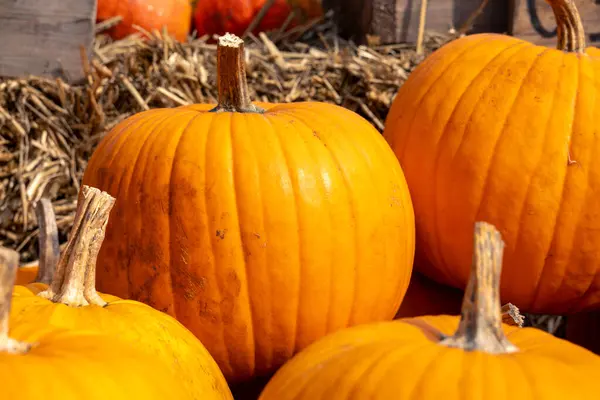 stock image Juicy, ripe pumpkins picked from the garden and ready for Halloween. Fresh autumn harvest of pumpkins.