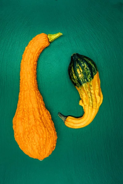 Yeşil arka planda dekoratif balkabakları. Sonbahar hasadı Cadılar Bayramı için hazır..