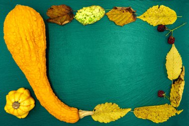 Yeşil arka planda dekoratif balkabakları. Sonbahar hasadı Cadılar Bayramı için hazır..