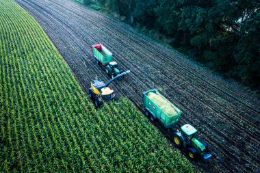 Sulak yapıyorum. Bileşen mısır ekinlerini biçer. Tarım. Drone fotoğrafı.