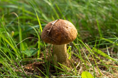 Boletus mantarı doğal ortamında. Doğal bir arka planda yenebilir orman mantarı. Ormanda mantar mevsimi.