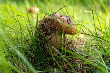 Boletus mantarı doğal ortamında. Doğal bir arka planda yenebilir orman mantarı. Ormanda mantar mevsimi.