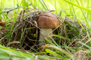 Boletus mantarı doğal ortamında. Doğal bir arka planda yenebilir orman mantarı. Ormanda mantar mevsimi.