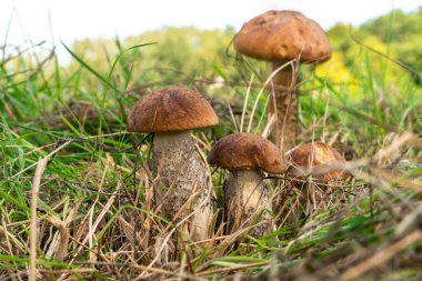 Boletus mantarı doğal ortamında. Doğal bir arka planda yenebilir orman mantarı. Ormanda mantar mevsimi.