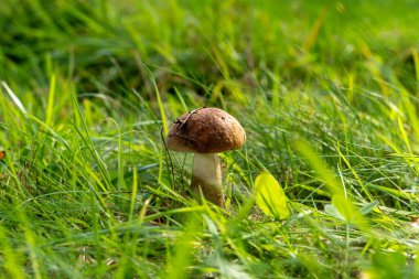 Boletus mantarı doğal ortamında. Doğal bir arka planda yenebilir orman mantarı. Ormanda mantar mevsimi.