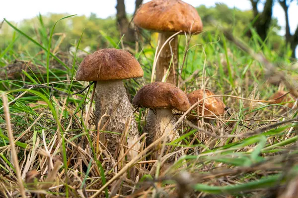 Boletus mantarı doğal ortamında. Doğal bir arka planda yenebilir orman mantarı. Ormanda mantar mevsimi.