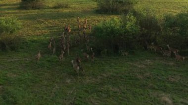 Bir geyik sürüsü sabahın erken saatlerinde çayırda otluyor. Geyik yetiştiriciliği, geyik otlağı. İHA videosu 4K.