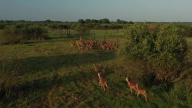 Bir geyik sürüsü sabahın erken saatlerinde çayırda otluyor. Geyik yetiştiriciliği, geyik otlağı. İHA videosu 4K.