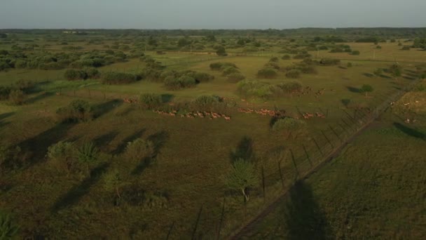 Troupeau Cerfs Paissent Tôt Matin Dans Prairie Elevage Cerfs Enclos — Video