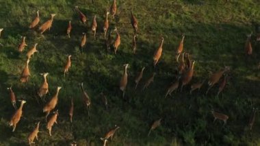 Bir geyik sürüsü sabahın erken saatlerinde çayırda otluyor. Geyik yetiştiriciliği, geyik otlağı. İHA videosu 4K.