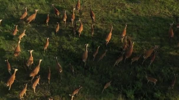 一群鹿一大早在草地上吃草 鹿群繁殖鹿群无人机视频4K — 图库视频影像