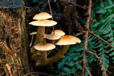 Doğal ortamda yenilemez mantarlar. Doğal bir arka planda yenmez orman mantarı. Ormanda mantar mevsimi.