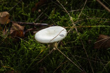Doğal ortamda yenilemez mantarlar. Doğal bir arka planda yenmez orman mantarı. Ormanda mantar mevsimi.