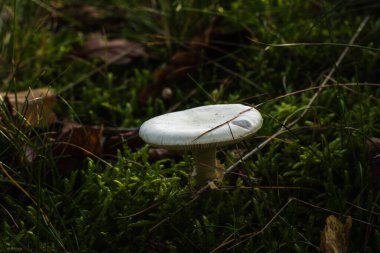 Doğal ortamda yenilemez mantarlar. Doğal bir arka planda yenmez orman mantarı. Ormanda mantar mevsimi.