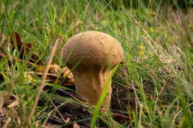 Doğal ortamda yenilemez mantarlar. Doğal bir arka planda yenmez orman mantarı. Ormanda mantar mevsimi.