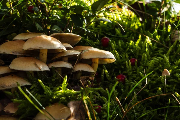 Doğal ortamda yenilemez mantarlar. Doğal bir arka planda yenmez orman mantarı. Ormanda mantar mevsimi.