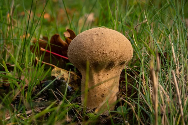 Doğal ortamda yenilemez mantarlar. Doğal bir arka planda yenmez orman mantarı. Ormanda mantar mevsimi.