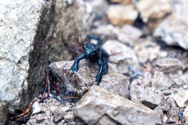 Alman ve Avusturya Alplerinde siyah alp kertenkelesi.