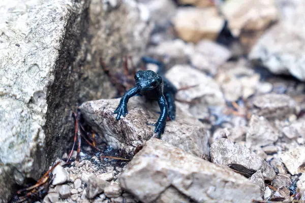 Alman ve Avusturya Alplerinde siyah alp kertenkelesi.