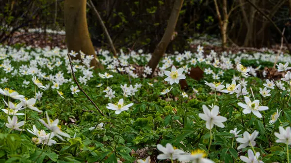 Anemone nemorosa. Bahar ormanı ve güzel, beyaz şakayıklar.