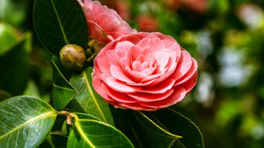 Japon kamelyası (Camellia japonica), Almanya 'da bir parkta güneşli bir bahar günü. Kırmızı gül gibi kamelya çiçekleri.