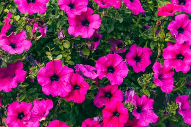 Almanya 'da Aşağı Saksonya' da bir parkta sonbahar çiçekleri. Sonbahar doğal buketi.