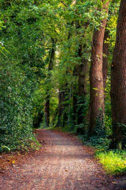 Sonbahar orman doğası. Sonbahar ormanında sabah, parktaki ağaçların arasında bir patika..
