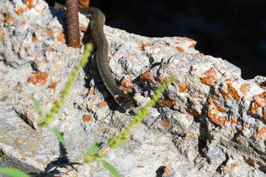 Bir yılan şehrin inşaat alanında bahar güneşinin tadını çıkarıyor. Soğukkanlı yılan, av beklentisiyle vücudunu asfaltta ısıtır..