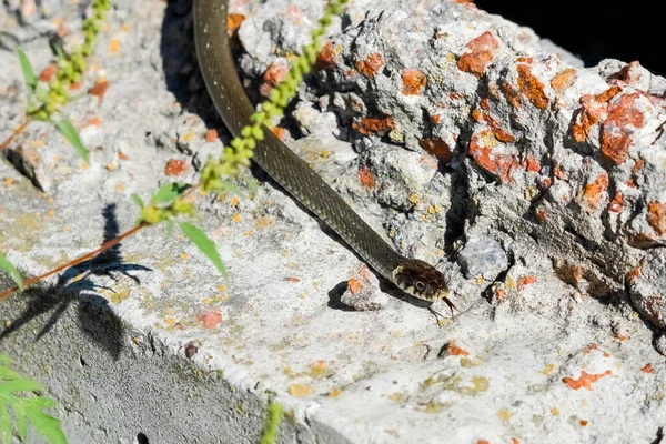 Bir yılan şehrin inşaat alanında bahar güneşinin tadını çıkarıyor. Soğukkanlı yılan, av beklentisiyle vücudunu asfaltta ısıtır..