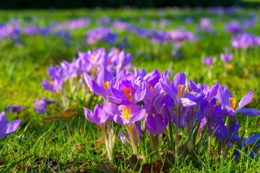 Sabahın köründe bir açıklıkta çiçek açan timsahların manzarası. İlkbaharda çiçek açan güzel timsahların yakın çekimi..