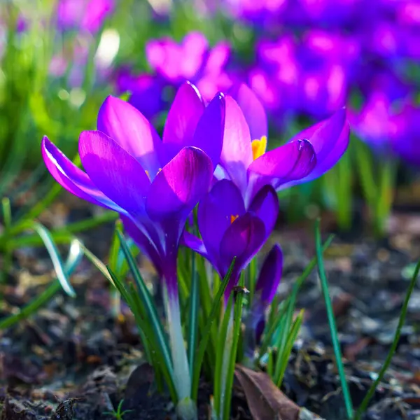 Sabahın köründe bir açıklıkta çiçek açan timsahların manzarası. İlkbaharda çiçek açan güzel timsahların yakın çekimi..