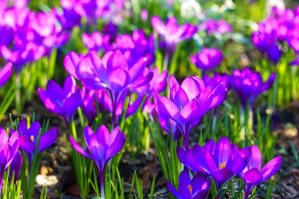 Sabahın köründe bir açıklıkta çiçek açan timsahların manzarası. İlkbaharda çiçek açan güzel timsahların yakın çekimi..