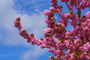 Almanya 'da bahar. Güzel Japon kiraz çiçekleri. Delici mavi gökyüzünün arka planında kiraz çiçekleri.